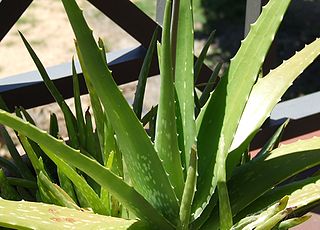 Aloe Vera in Skin Care