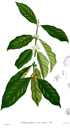Coffea arabica derivatives