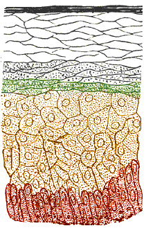 The layers of the human skin.