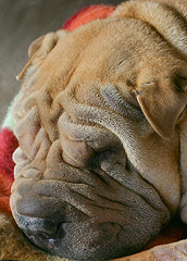 Skin Wrinkles the Dog